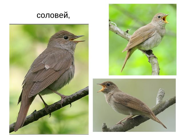 Презентация "Перелетные птицы весной"
