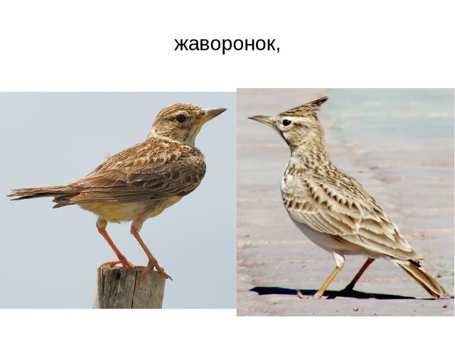 Презентация "Перелетные птицы весной"