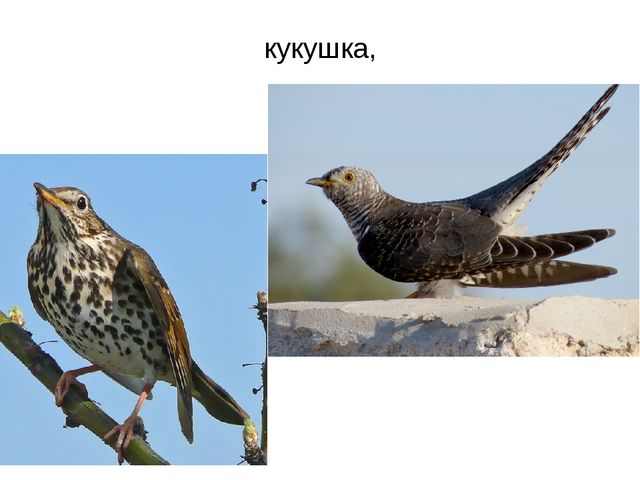 Презентация "Перелетные птицы весной"