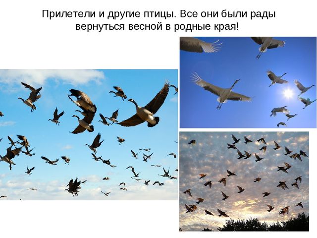 Презентация "Перелетные птицы весной"