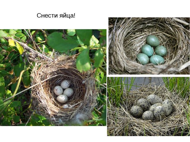 Презентация "Перелетные птицы весной"