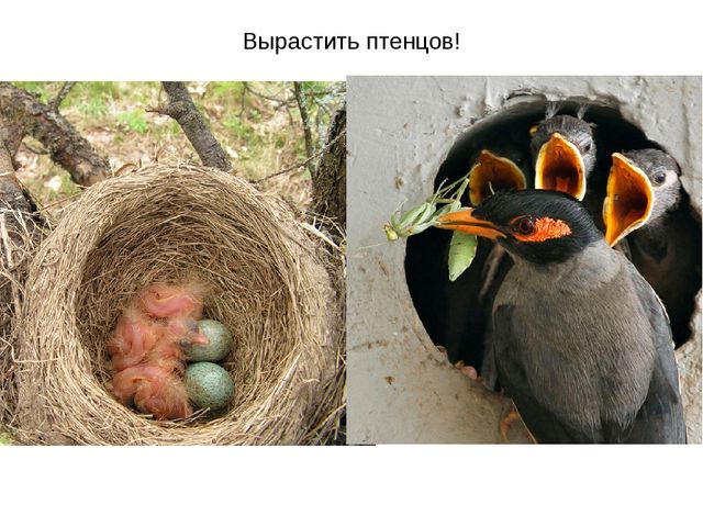 Презентация "Перелетные птицы весной"