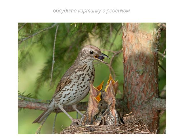 Презентация "Перелетные птицы весной"