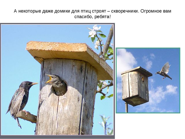 Презентация "Перелетные птицы весной"