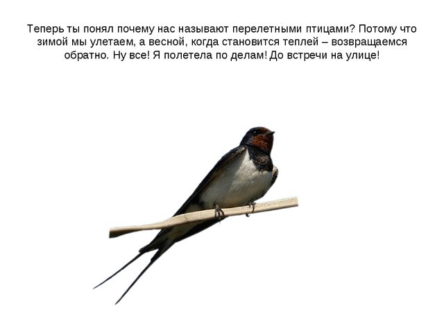 Презентация "Перелетные птицы весной"