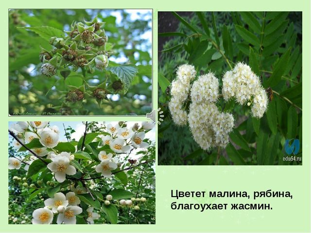 Презентация на тему "Лето"
