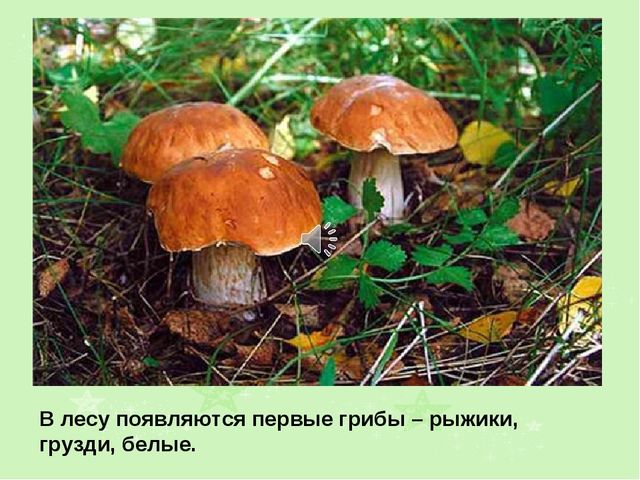 Презентация на тему "Лето"