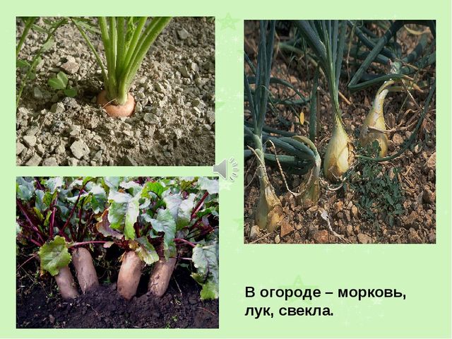 Презентация на тему "Лето"