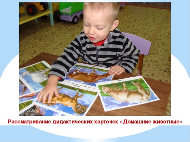 Презентация проекта "Наши соседи домашние животные"