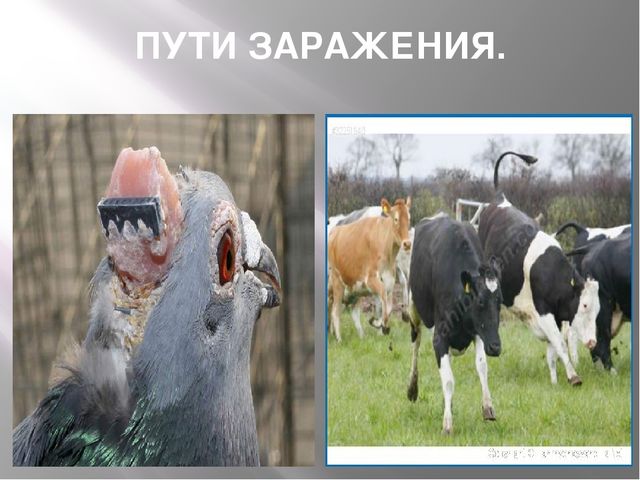 Презентация "24 марта - всемирный день борьбы с туберкулёзом"