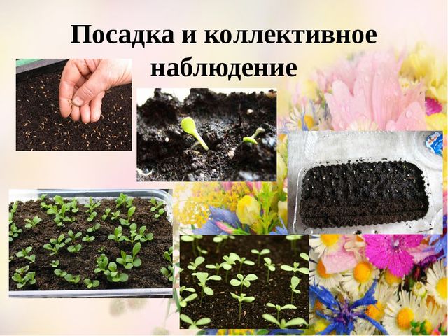 Проект Цветы вокруг нас.
