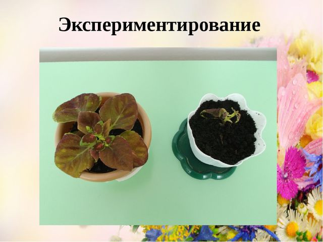 Проект Цветы вокруг нас.
