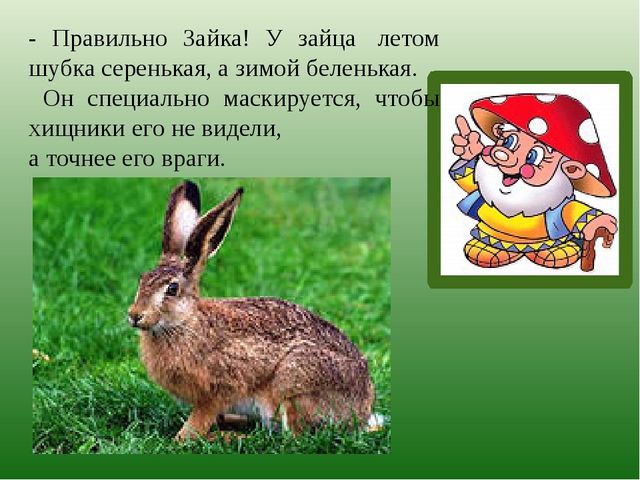 Презентация по познавательному развитию на тему "Лес" для старших дошкольников