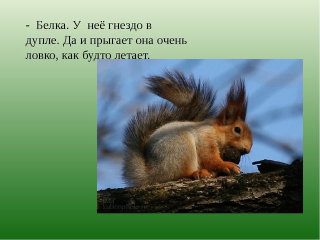 Презентация по познавательному развитию на тему "Лес" для старших дошкольников
