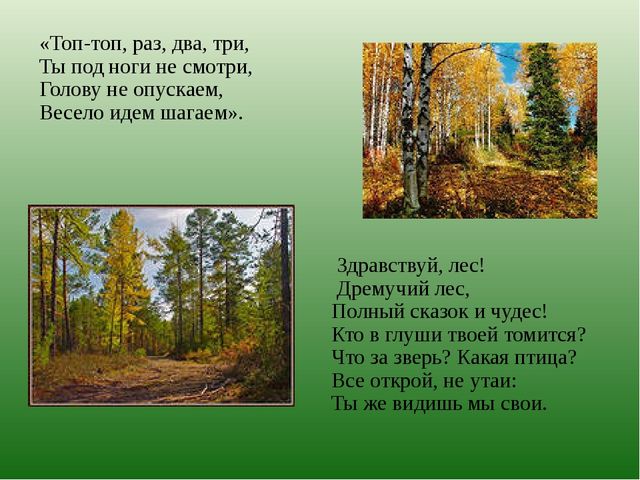 Презентация по познавательному развитию на тему "Лес" для старших дошкольников