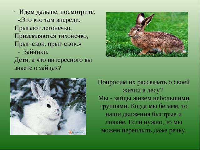 Презентация по познавательному развитию на тему "Лес" для старших дошкольников