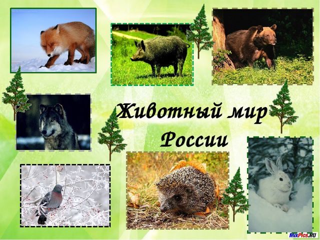 Презентация на тему: "Моя Родина- Россия"