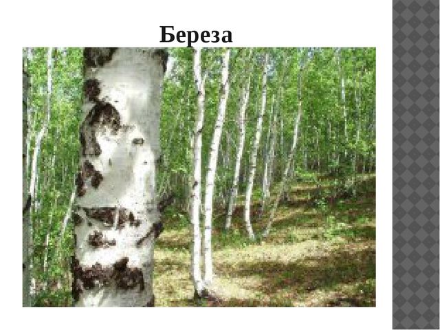 Презентация "Растительный мир Прибайкалья"