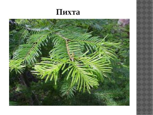 Презентация "Растительный мир Прибайкалья"