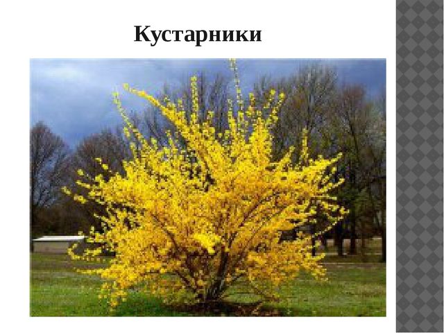 Презентация "Растительный мир Прибайкалья"