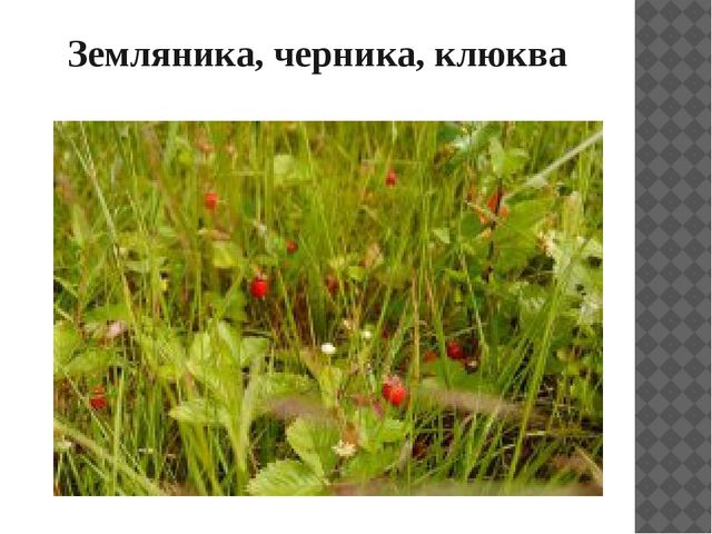 Презентация "Растительный мир Прибайкалья"