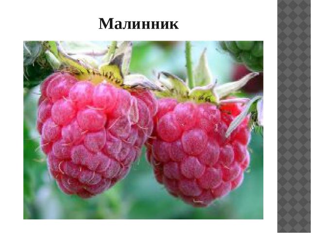 Презентация "Растительный мир Прибайкалья"
