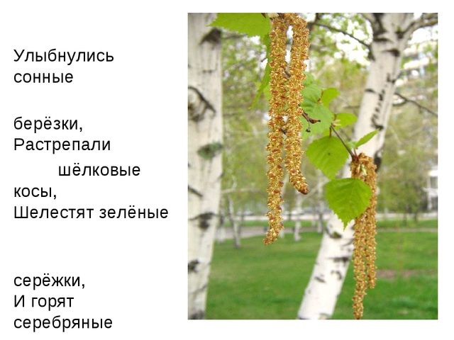 Презентация "Люблю берёзу русскую"