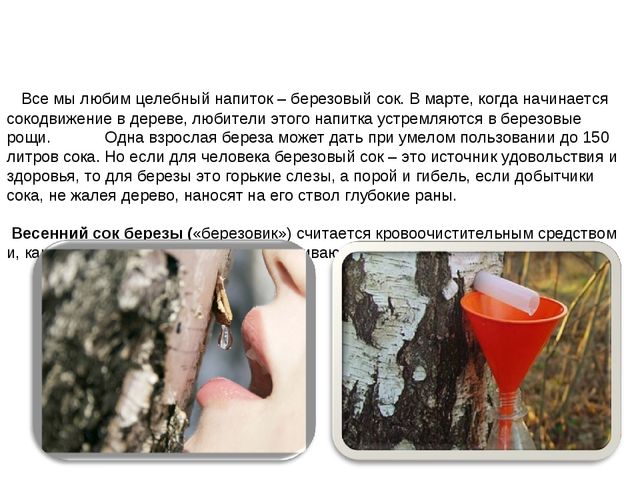 Презентация "Люблю берёзу русскую"