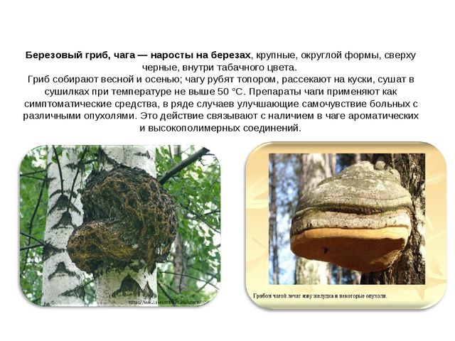 Презентация "Люблю берёзу русскую"