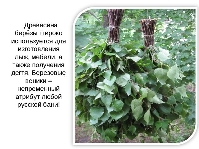 Презентация "Люблю берёзу русскую"