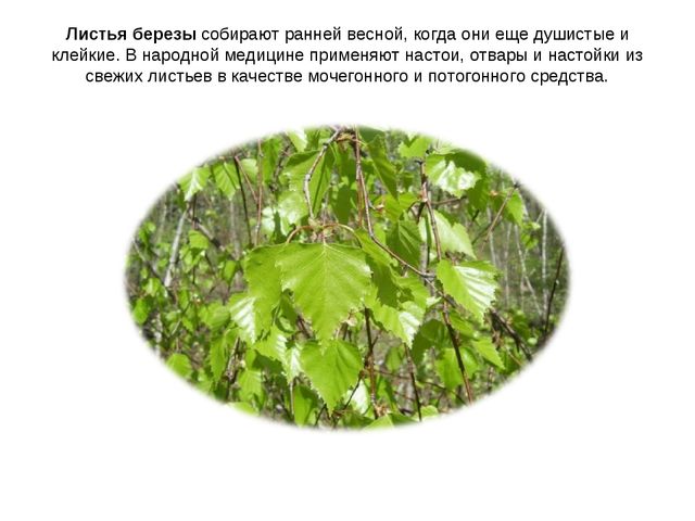 Презентация "Люблю берёзу русскую"