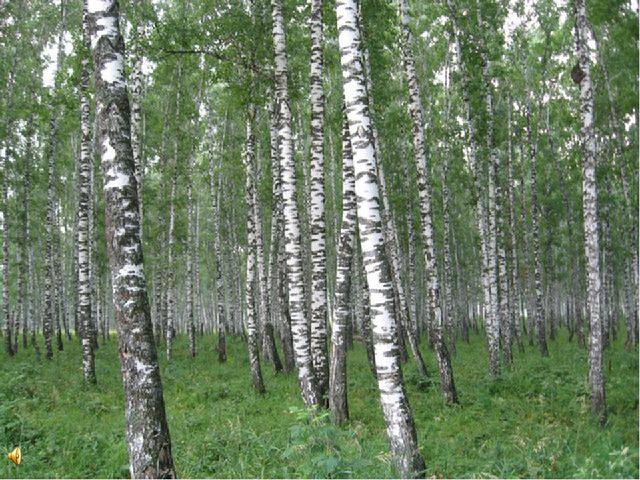 Презентация "Люблю берёзу русскую"
