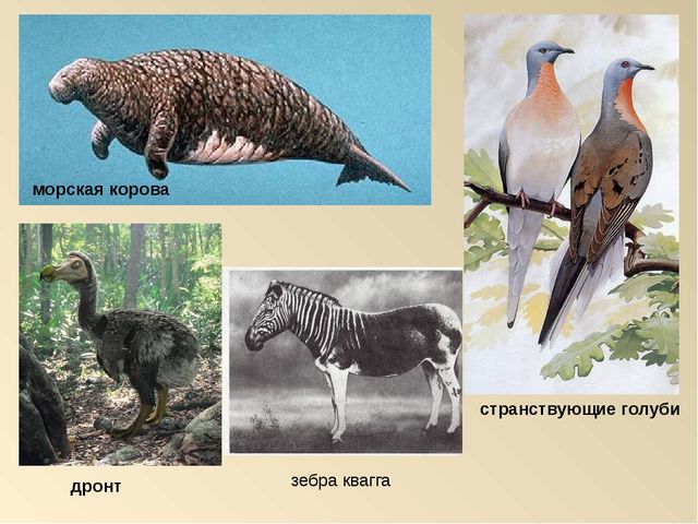 Презентация на тему: "Красная книга России"