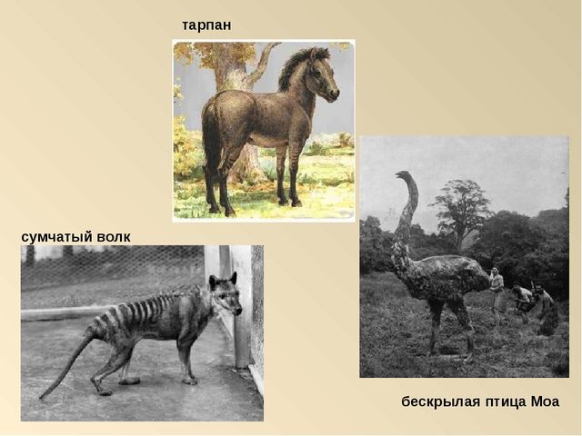 Презентация на тему: "Красная книга России"