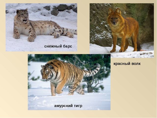 Презентация на тему: "Красная книга России"