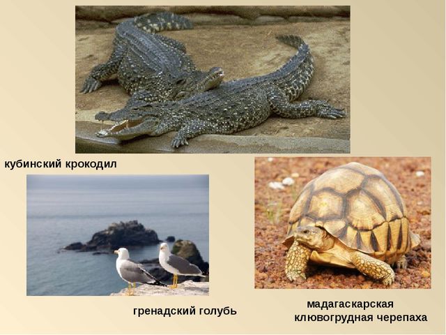Презентация на тему: "Красная книга России"