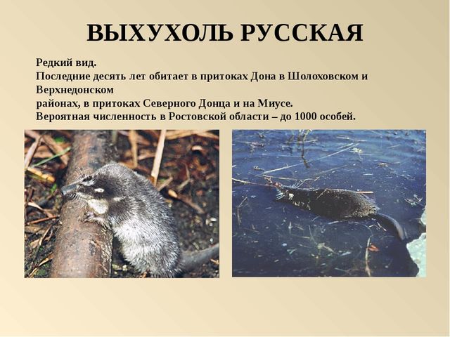 Презентация на тему: "Красная книга России"