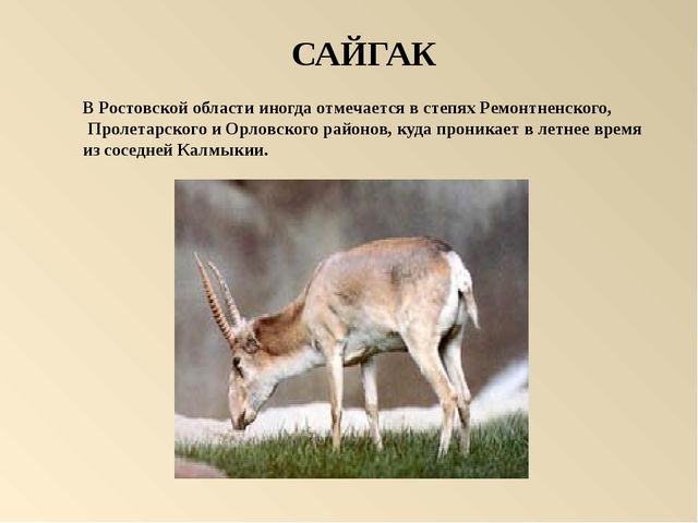 Презентация на тему: "Красная книга России"