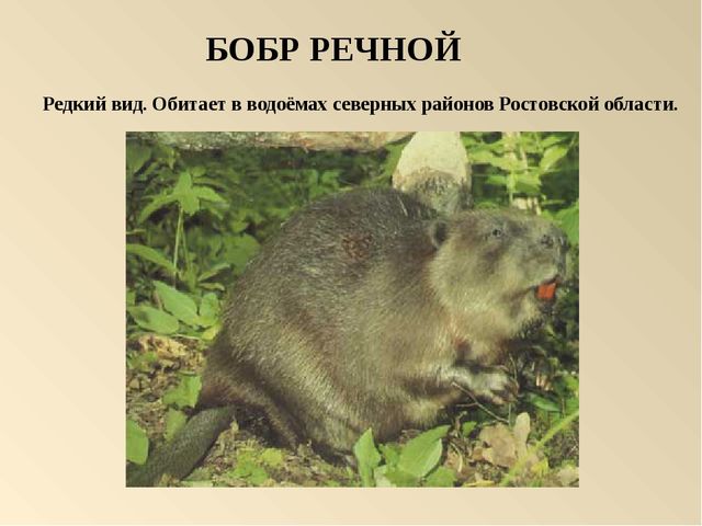 Презентация на тему: "Красная книга России"