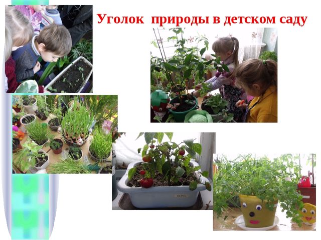 Презентация «Формирование начал экологического мировоззрения и культуры дошкольников» (из опыта работы)