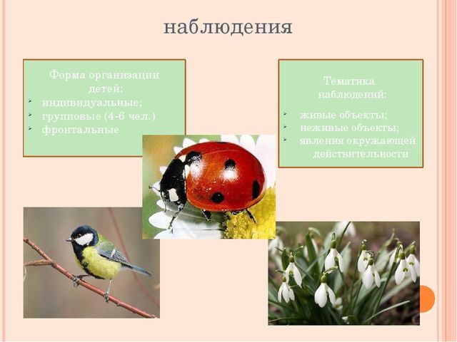 Система образовательной работы с детьми в детском саду на прогулке