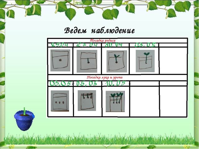 Мы садили огород-полюбуйтесь что растет!!!