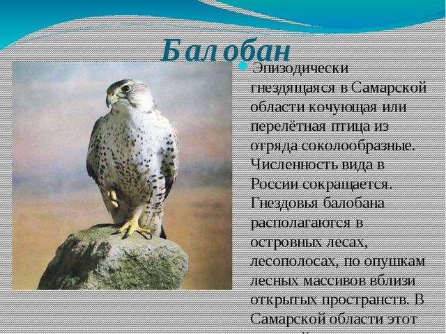 Какие хищные птицы водятся в самарской области фото и название