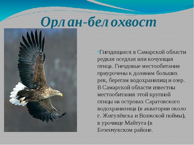 Орлан занесен в красную книгу. Орлан белохвост в Кировской области. Орлан белохвост Ульяновская область. Орлан белохвост в Самарской области.