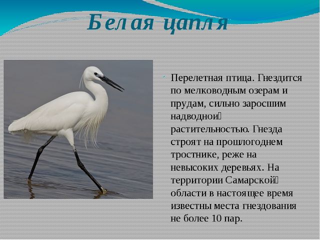 Презентация на тему: "Красная книга Самарской области" для детей старшего дошкольного возраста
