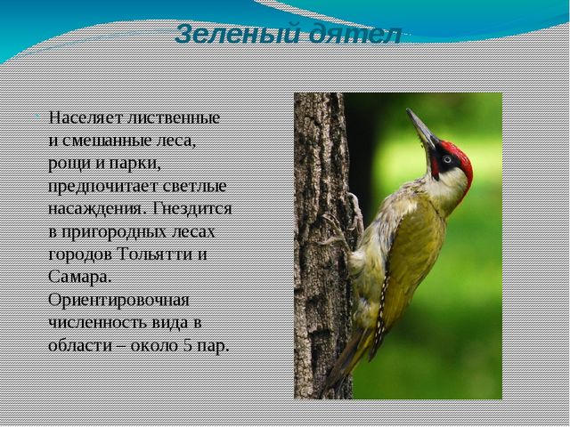 Презентация на тему: "Красная книга Самарской области" для детей старшего дошкольного возраста