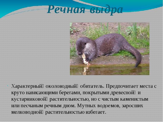 Презентация на тему: "Красная книга Самарской области" для детей старшего дошкольного возраста