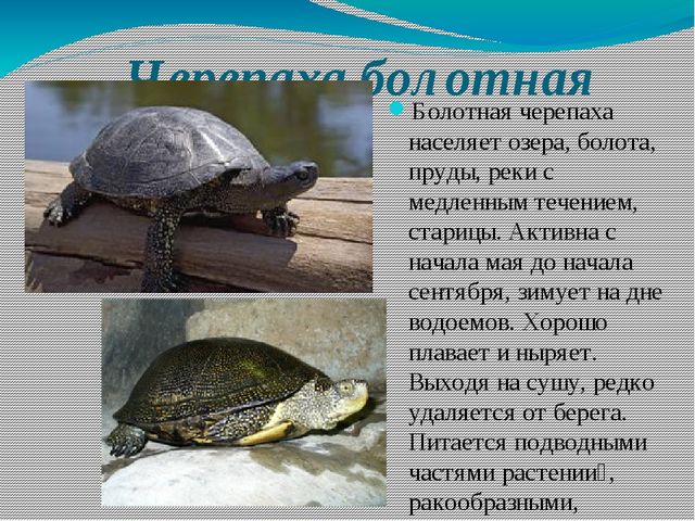 Презентация на тему: "Красная книга Самарской области" для детей старшего дошкольного возраста