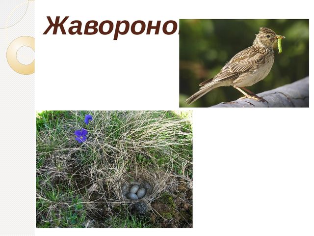 Презентация для детей старшего дошкольного возраста на тему "Птицы Самарской области"