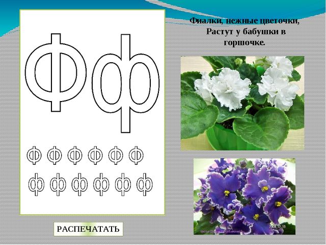 Букв 8 букв ф. Растения на букву ф. Цветы на букву ф названия. Цветок в названии которого есть буква ф. Буква ф фиалка.